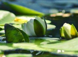 Doğa &Ccedil;i&ccedil;ekleri