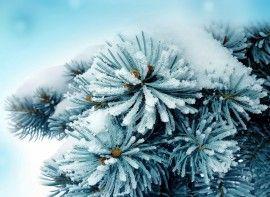 Kar &Ccedil;i&ccedil;ek